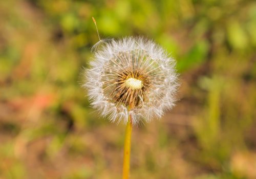 Pusteblume Atem